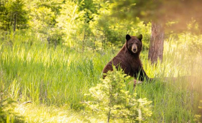 Springtime Stirrings: Bears Emerge from Hibernation - The Summit Resort